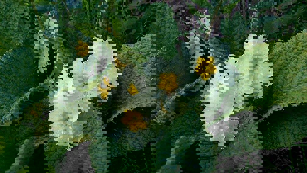 Foredrag påskeaften -  "Ville vekster på Espevær"